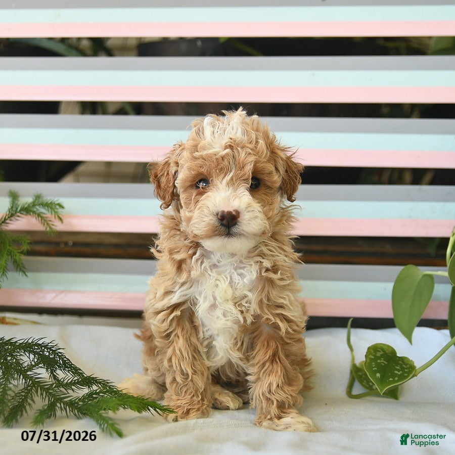 Miniature Poodle dogs for sale: Biscuit  - Ad 2
