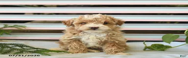 Biscuit 