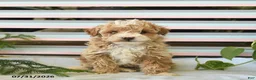 Miniature Poodle dogs for sale: Biscuit  - Ad 1