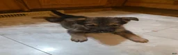 Golden Shepherd dogs for sale: German Shepherd Puppy 5 - Ad 4