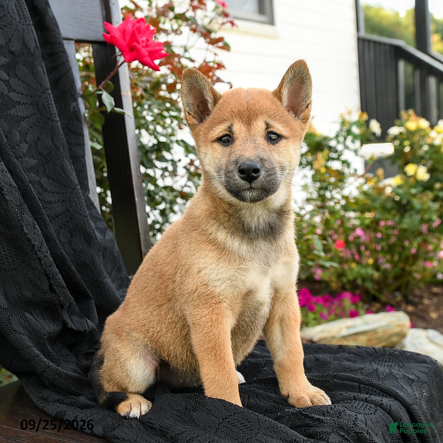 Shiba Inu dogs for sale: Yuki - Ad 4