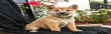 Yuki