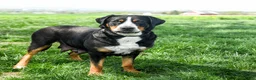 Greater Swiss Mountain Dog dogs for sale: Christoph - Ad 4