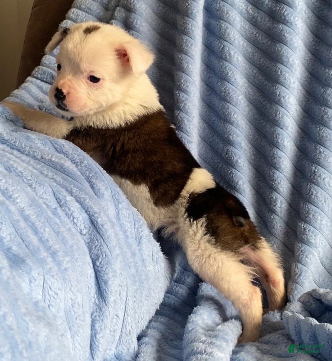 Mixed Breed dogs for sale: Lily - Ad 6