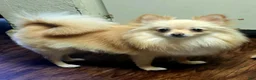 Pomeranian dogs for sale: Pomeranian 1 - Ad 10