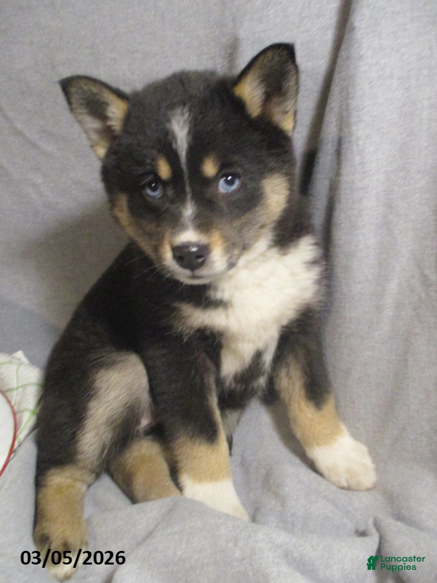 Pomsky dogs Sally - Ad 1