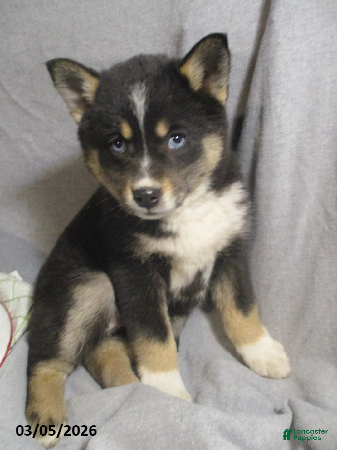 Pomsky dogs for sale: Sally - Ad 1