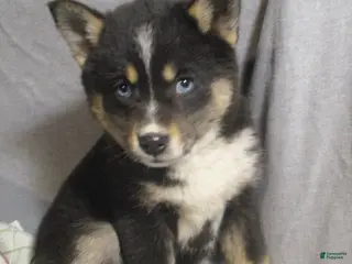 Pomsky dogs for sale: Sally - Ad 2