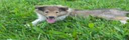 Collie dogs for sale: Bo-peep - Ad 6