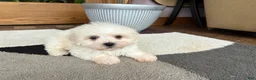 Mixed Breed dogs for sale: Lhasa/Coton male 3 - Ad 5