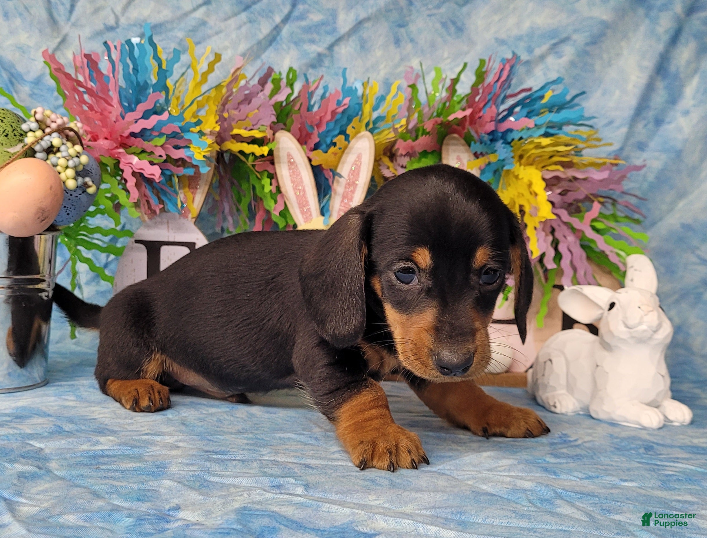 Miniature Dachshund dogs Simon AKC black/tan male - Ad 25