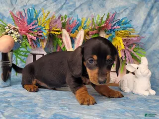 Miniature Dachshund dogs Simon AKC black/tan male - Ad 25