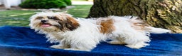 Shih Tzu dogs for sale: Jude - Ad 8