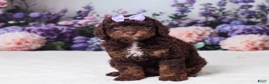 Cookie