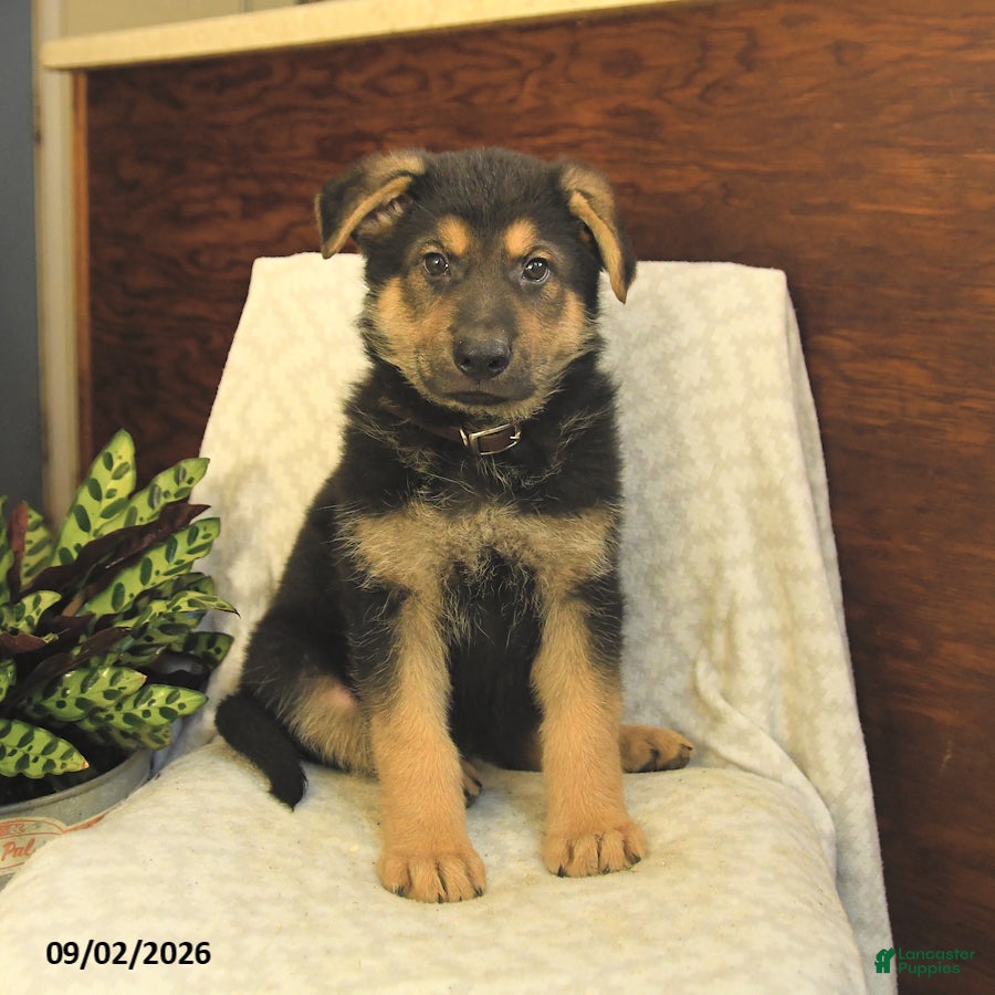 German Shepherd dogs Moose - Ad 2