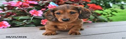 Miniature Dachshund dogs for sale: Viktor - Ad 4