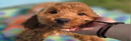Cockapoo dogs for sale: Cashmere - Ad 6
