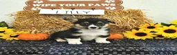 Welsh Corgi Pembroke dogs for sale: Lilly - Ad 1