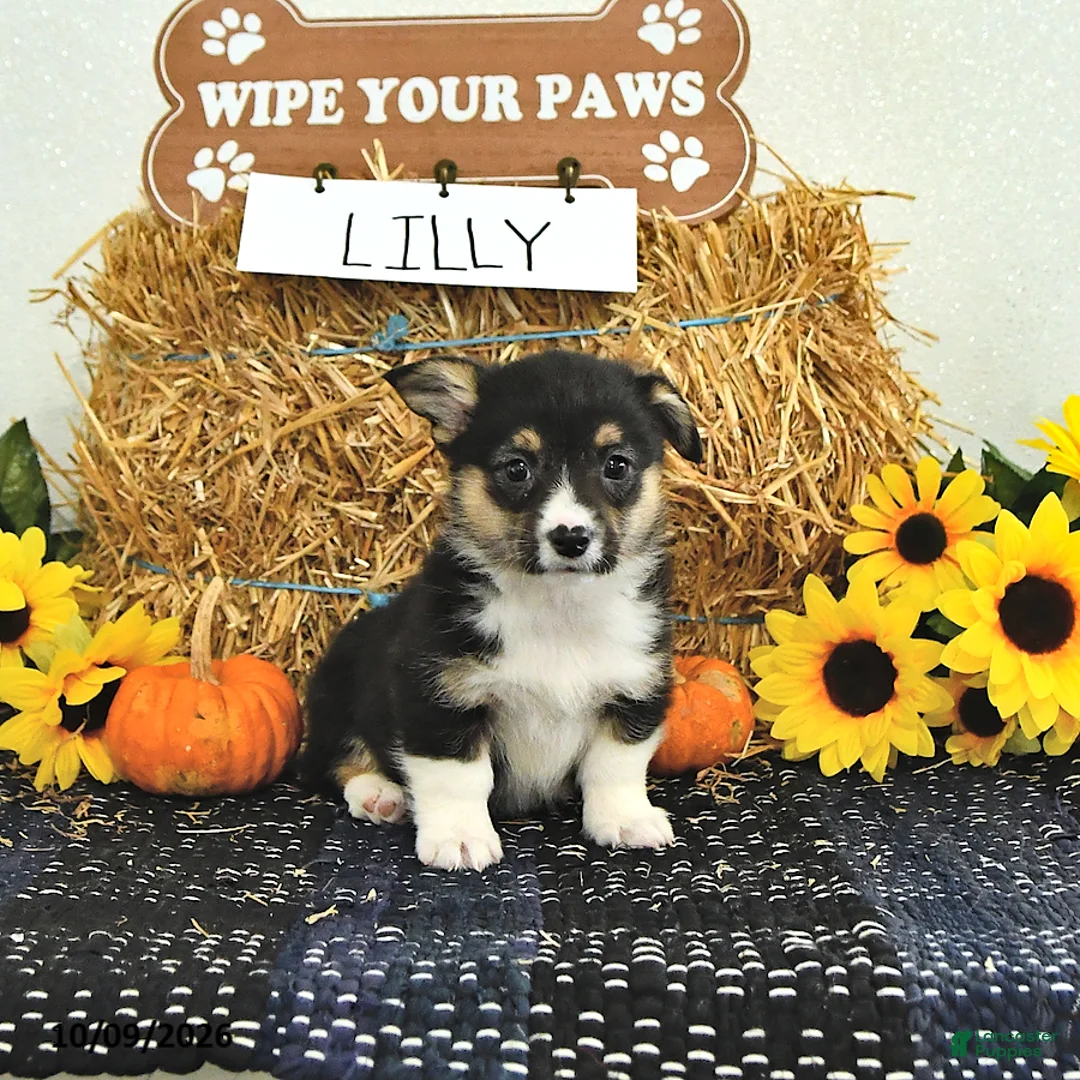 Welsh Corgi Pembroke dogs for sale: Lilly - Ad 1