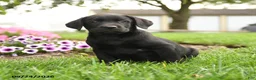 Labrador Retriever dogs for sale: Scout - Ad 1