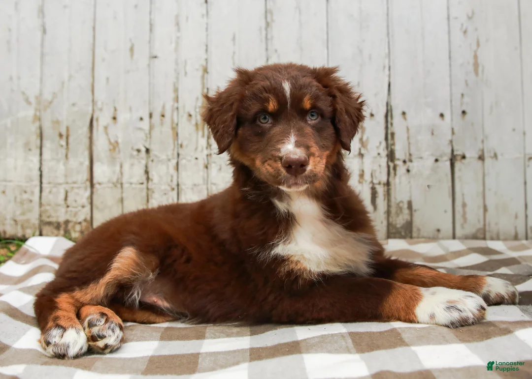Australian Shepherd dogs for sale: Maple - Ad 2