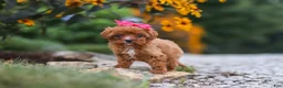 Cavapoo dogs for sale: Brielle - Ad 4