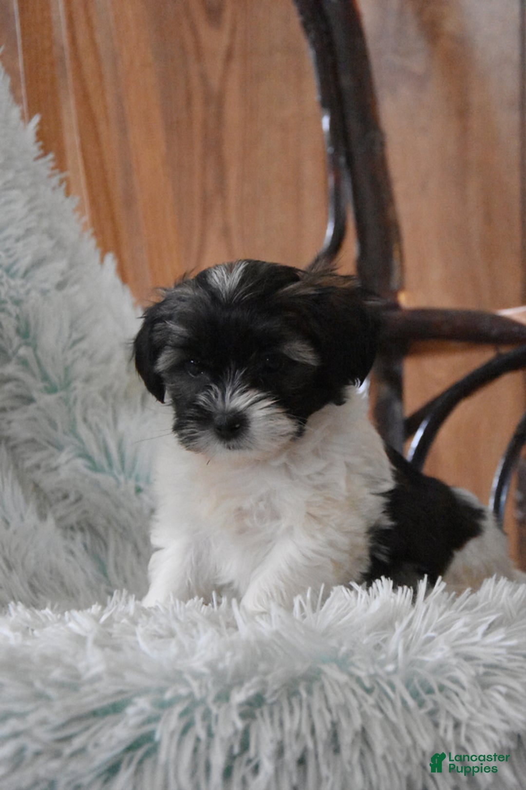 Mixed Breed dogs for sale: Marshall - Ad 2