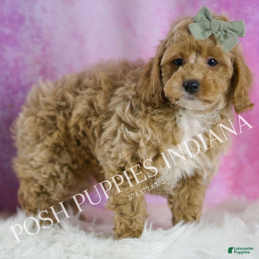 Miniature Poodle dogs for sale: Churro - Ad 5