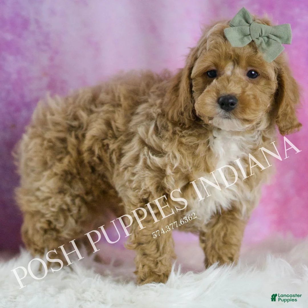 Miniature Poodle dogs for sale: Churro - Ad 5
