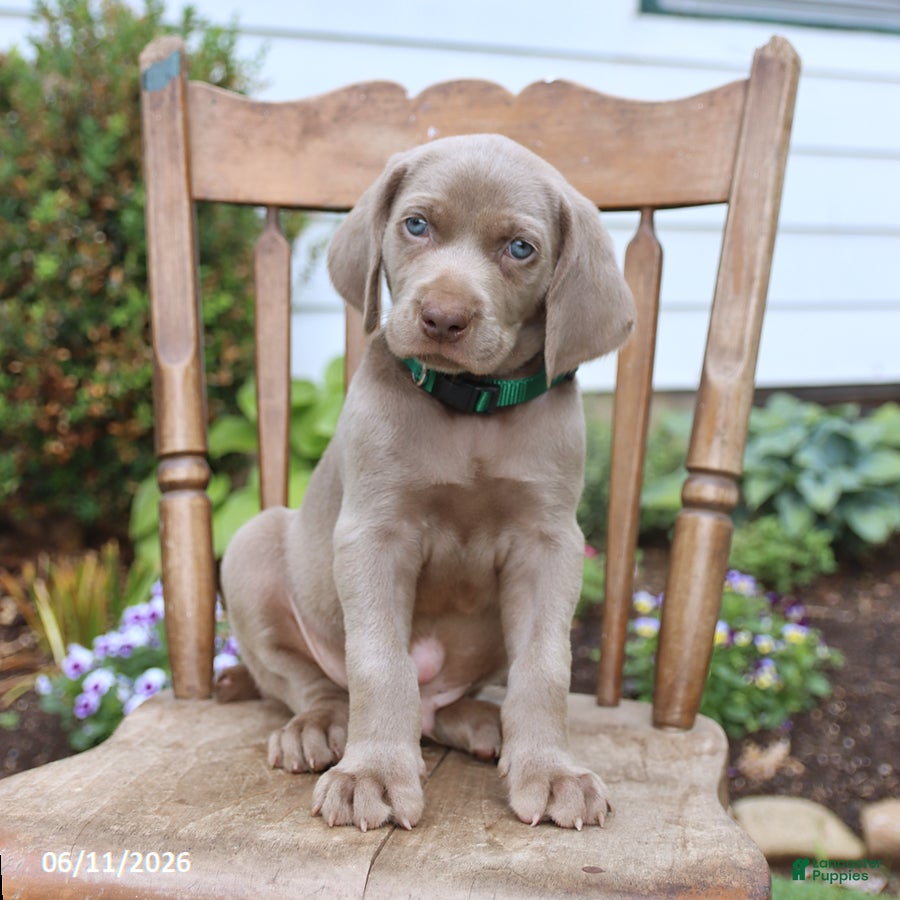 Weimaraner dogs Silver - Ad 2