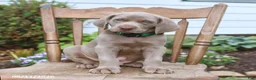 Weimaraner dogs for sale: Silver - Ad 2