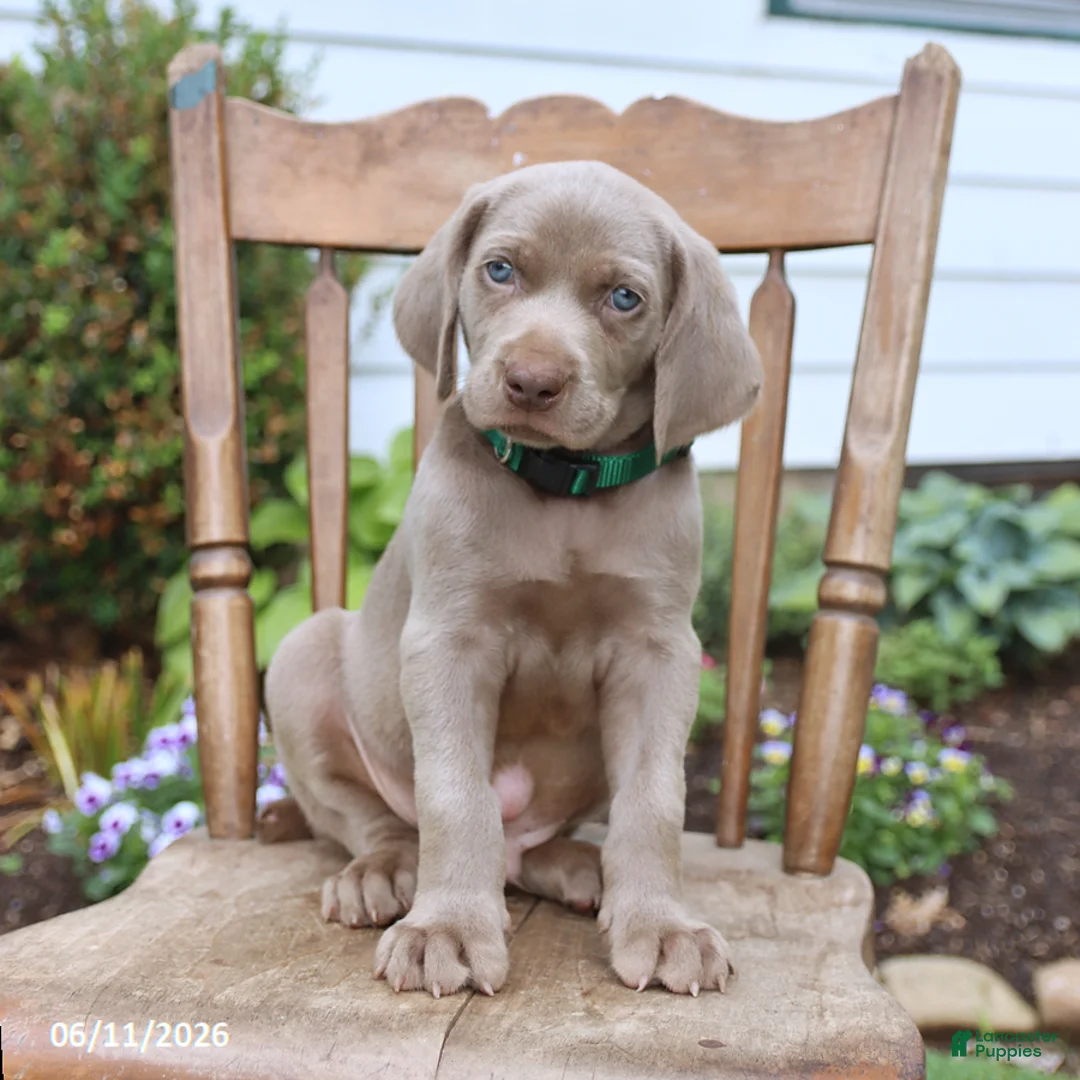 Weimaraner dogs for sale: Silver - Ad 2