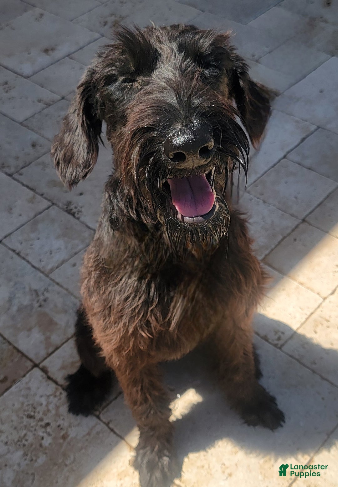 Giant Schnauzer dogs for sale: Giant Schnauzer Puppy 5 - Ad 1