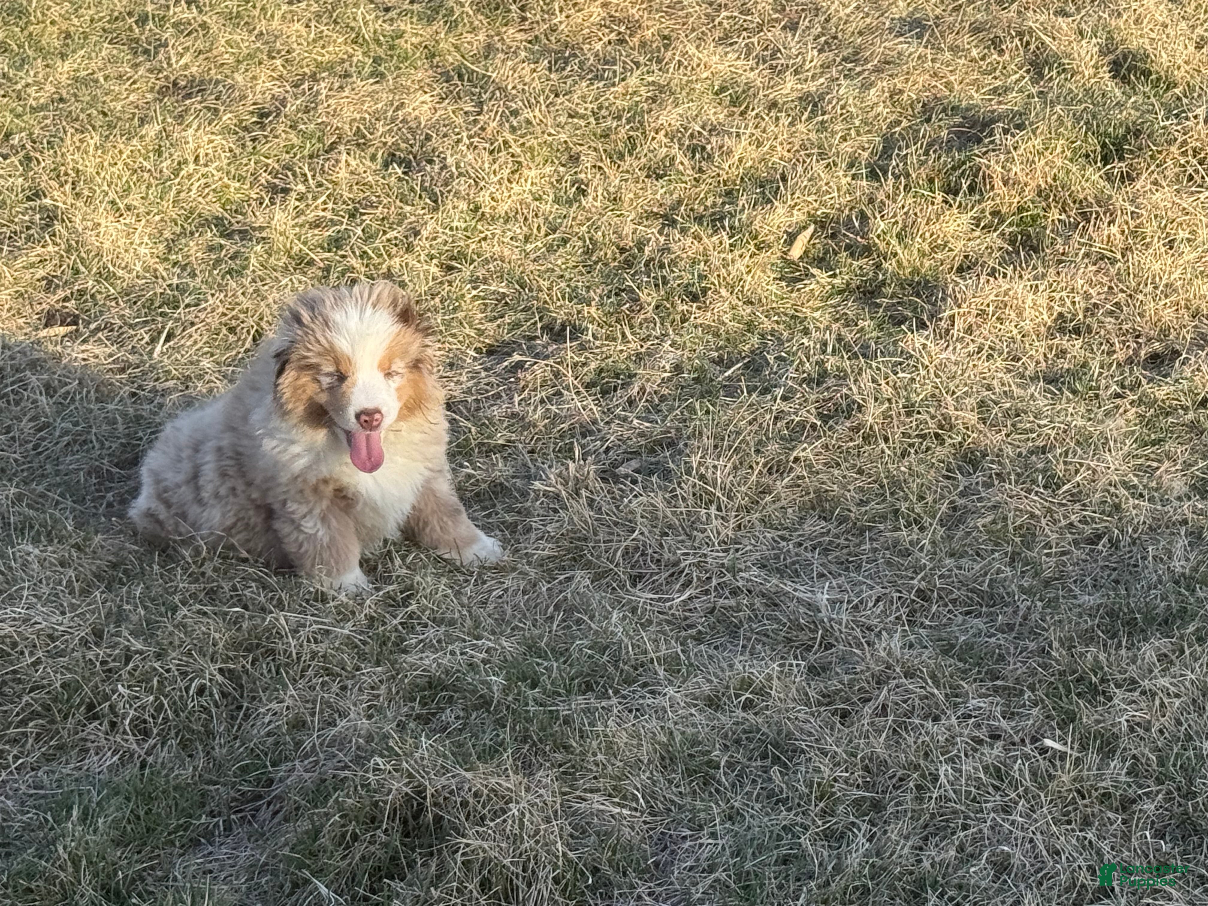 Miniature Australian Shepherd dogs Prince  - Ad 2