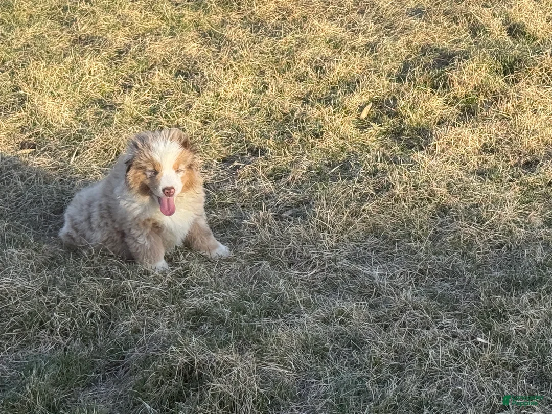 Miniature Australian Shepherd dogs for sale: Prince  - Ad 2