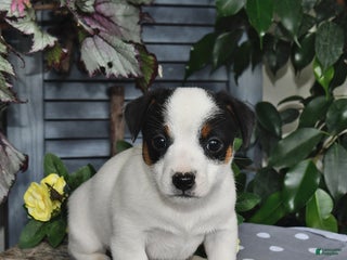 Jack Russell Terrier dogs - Ad 12