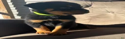 Rottweiler dogs for sale: Rottweiler 3 (Neon) - Ad 3