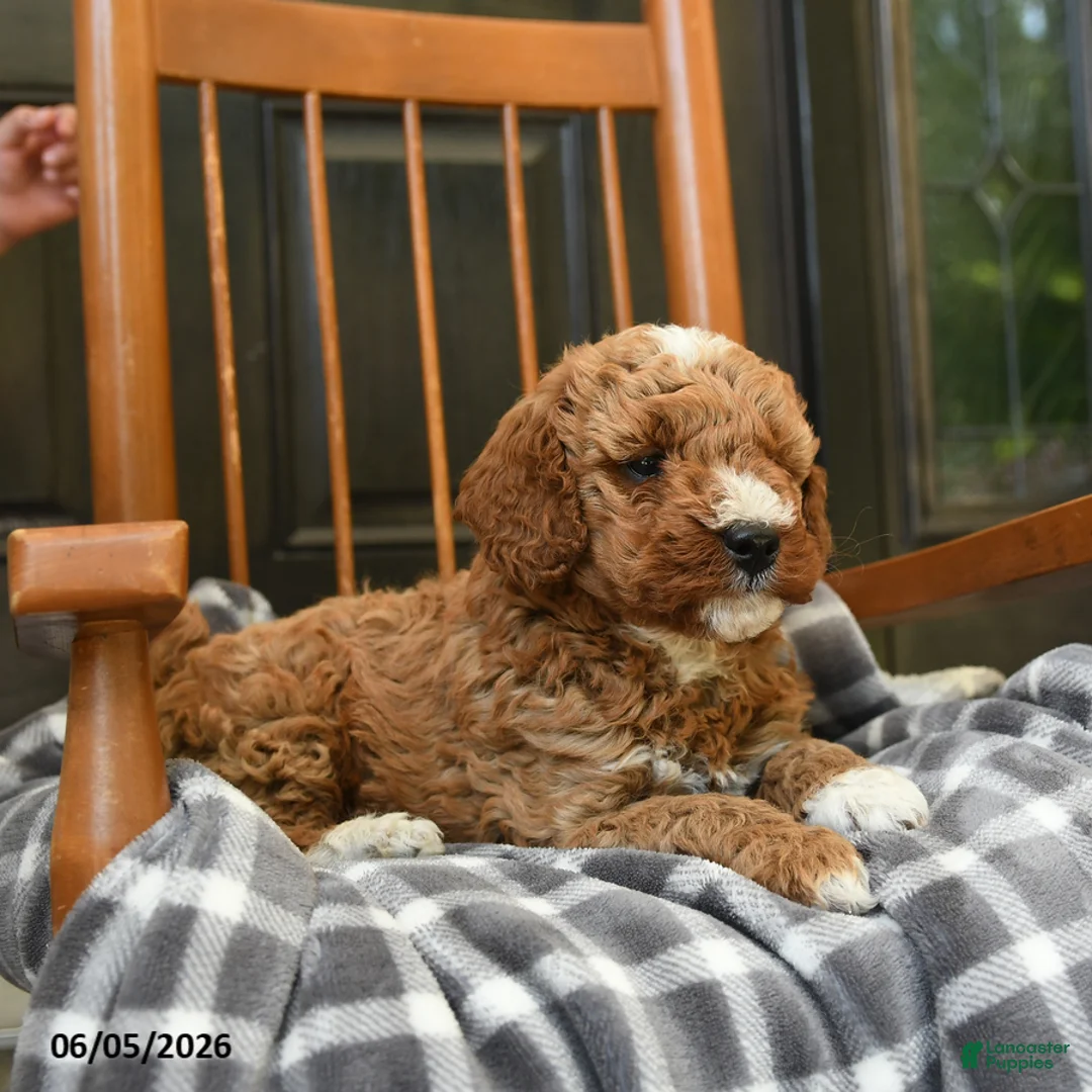 Miniature Poodle dogs for sale: Twix - Ad 2