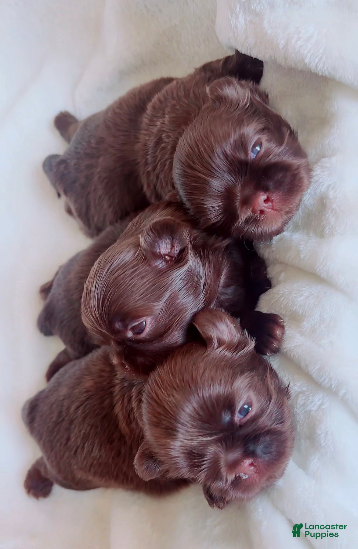 Shih Tzu dogs Stella - Ad 2