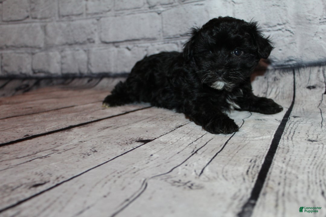 Morkie dogs for sale: Tinsel - Ad 7