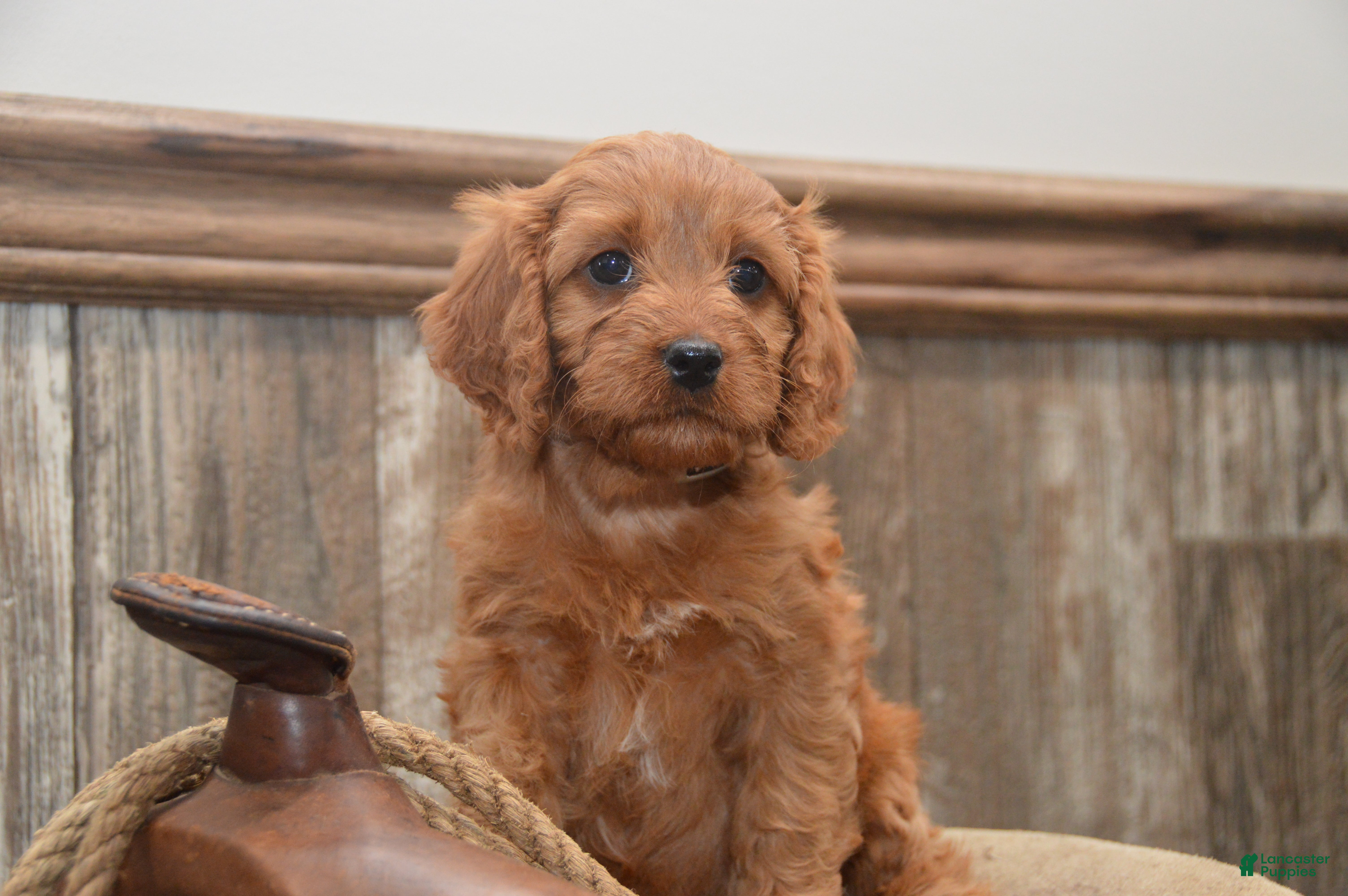 Cavapoo dogs Libby - Ad 1