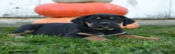 Cane Corso dogs for sale: Bella   - Ad 3
