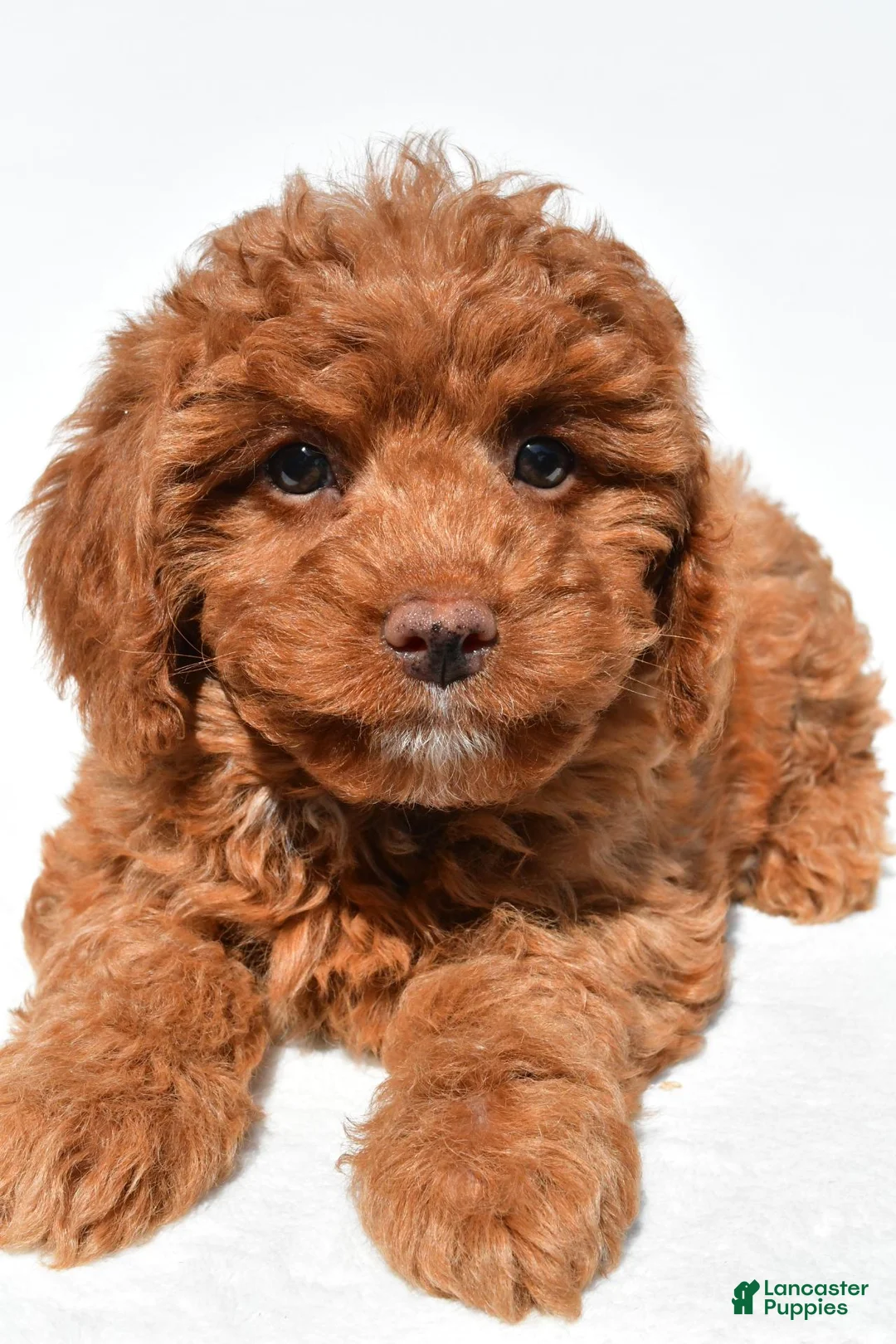 Cavapoo dogs for sale: Julia - Ad 2