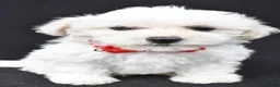 Maltipoo dogs for sale: Bruce - Ad 4