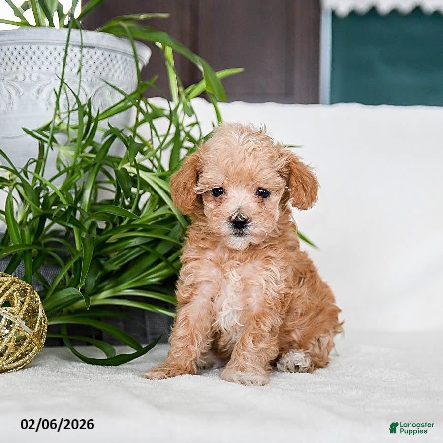 Maltipoo dogs Bailey - Ad 2