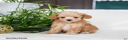 Maltipoo dogs for sale: Bailey - Ad 2
