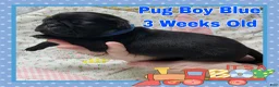 Pug dogs for sale: Pug Puppy Boy Blue - Ad 5