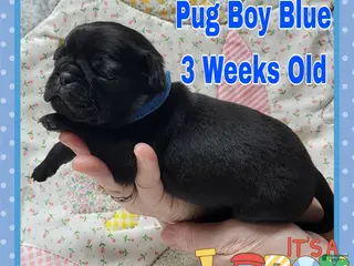 Pug dogs Pug Puppy Boy Blue - Ad 42
