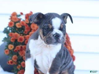English Bulldog dogs - Ad 12