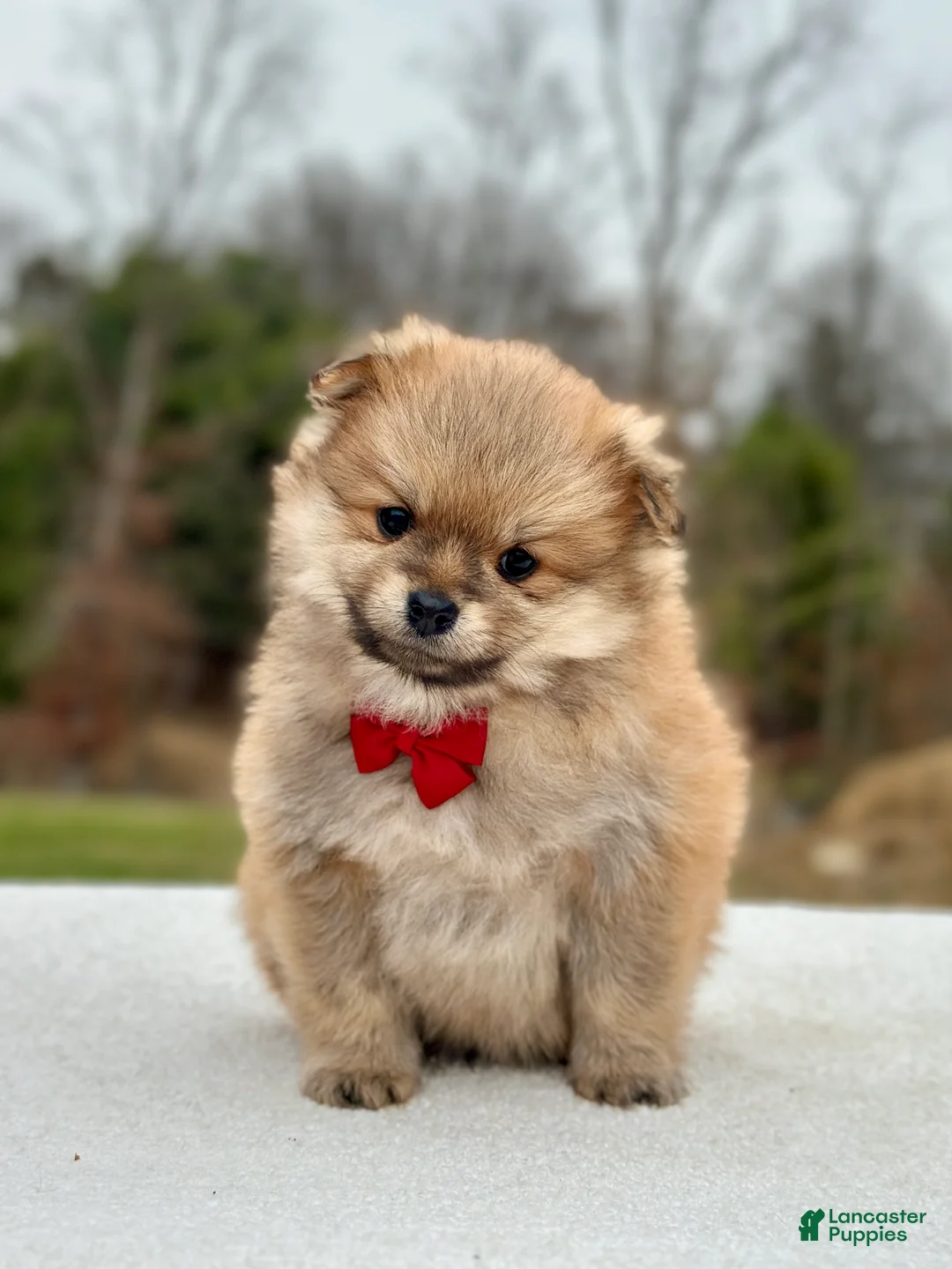 Pomeranian dogs for sale: Bentley - Ad 1